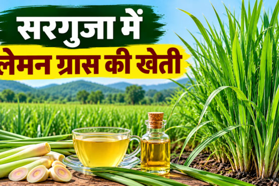 Lemon Grass Ki Kheti