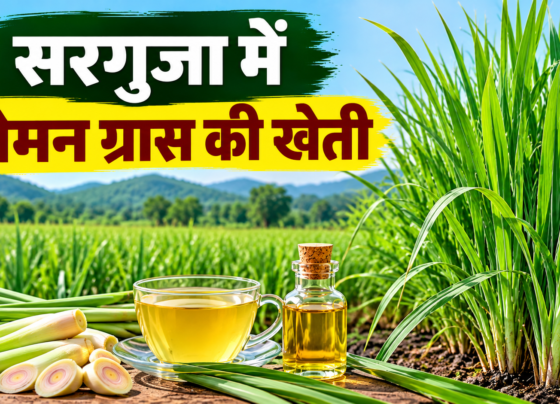 Lemon Grass Ki Kheti
