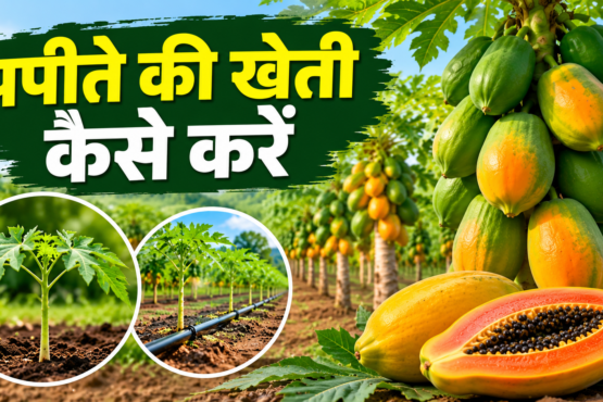Papite Ki Kheti Kaise Kare