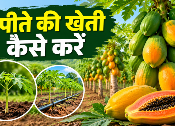 Papite Ki Kheti Kaise Kare
