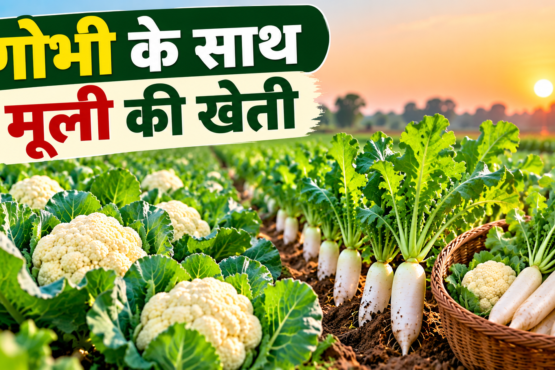 Gobhi Ke Sath Mooli Ki Kheti