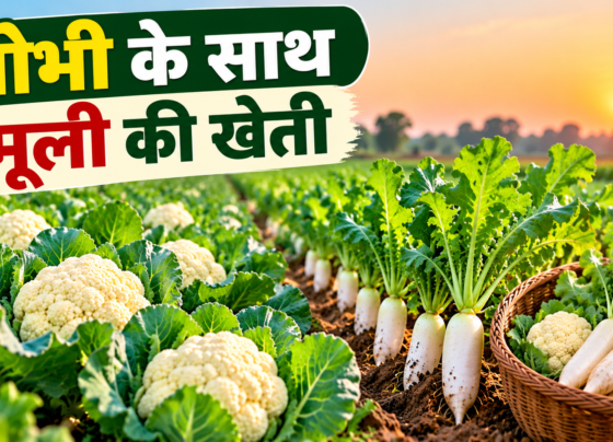 Gobhi Ke Sath Mooli Ki Kheti