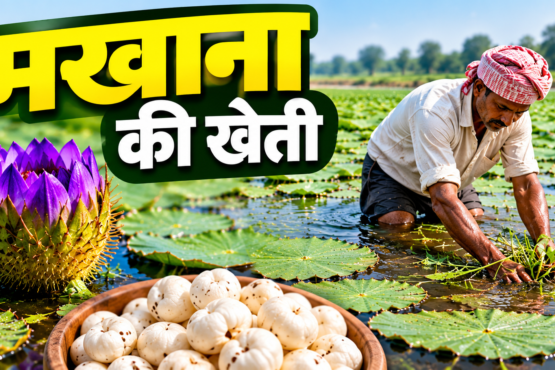 Makhana Ki Kheti Kaise Kare?