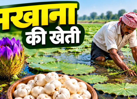 Makhana Ki Kheti Kaise Kare?