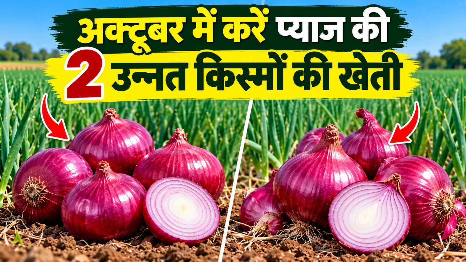 अक्टूबर में करें इन 2 किस्मों की खेती, 110 दिनों में मिलेगी अच्छी पैदावार Pyaj Ki 2 Unnat Kismein