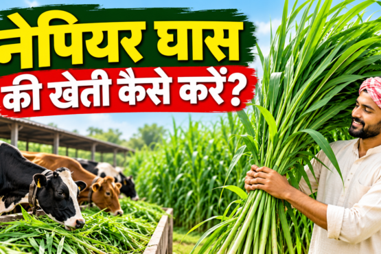 Napier Ghaas Ki Kheti Kaise Kare
