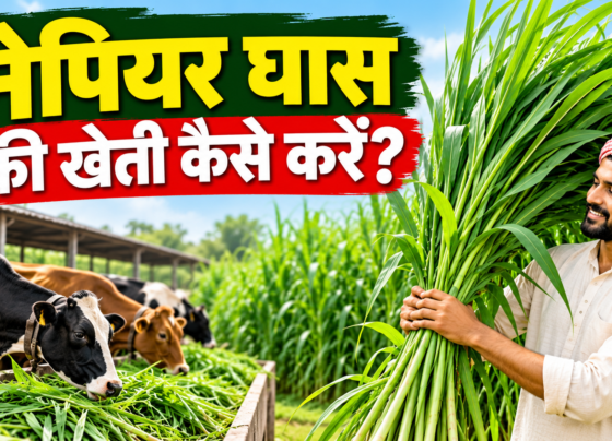 Napier Ghaas Ki Kheti Kaise Kare