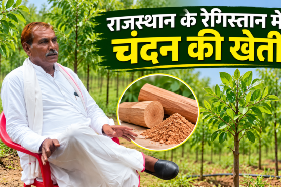 Ramkrishna Meena Chandan Ki Kheti Success Story