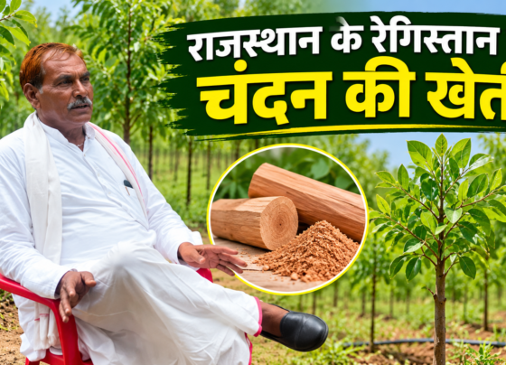 Ramkrishna Meena Chandan Ki Kheti Success Story
