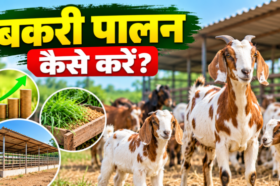 Bakri Palan Kaise Kare?