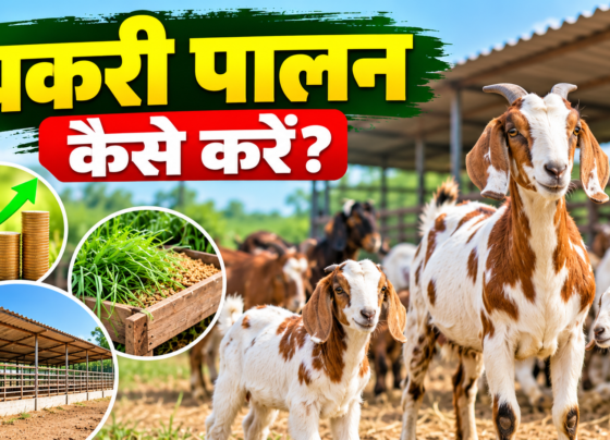 Bakri Palan Kaise Kare?