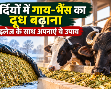 Sardiyon Mein Gaay-Bhains Ka Doodh Badhana
