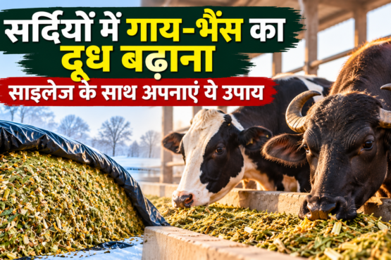 Sardiyon Mein Gaay-Bhains Ka Doodh Badhana
