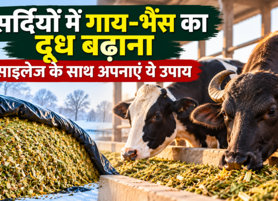 Sardiyon Mein Gaay-Bhains Ka Doodh Badhana