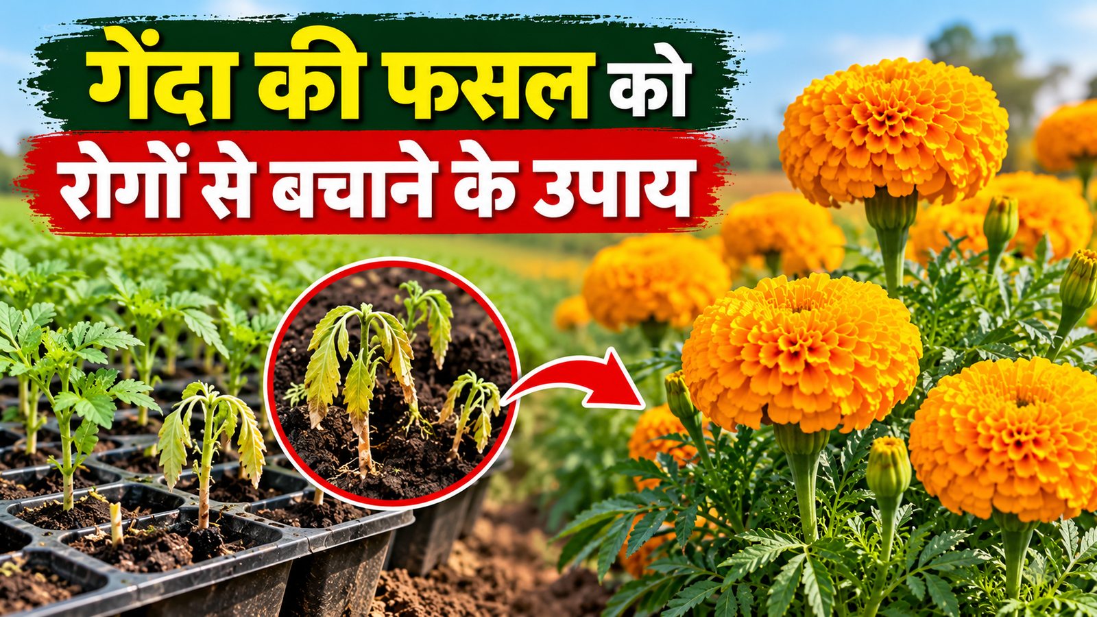 गेंदा की फसल को रोगों से बचाने के उपाय, नर्सरी से ही करें ये जरूरी काम, रोगों से बचेगी पूरी फसल Genda Ki Fasal Ko Rogon Se Bachane Ke Upay