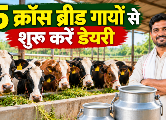 Dairy Farming Kaise Shuru Kare