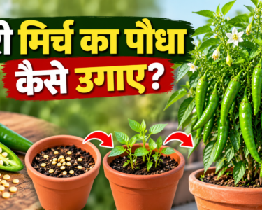 Hari Mirch Ka Paudha Kaise Ugaye
