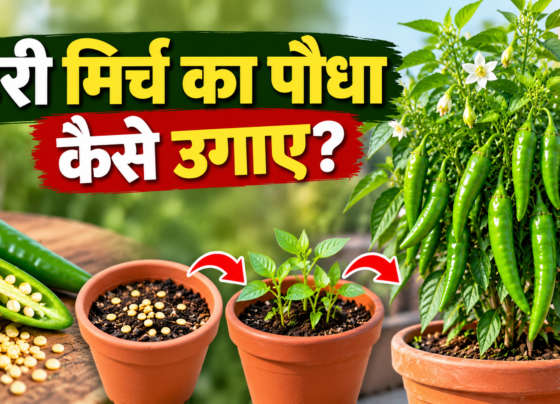 Hari Mirch Ka Paudha Kaise Ugaye