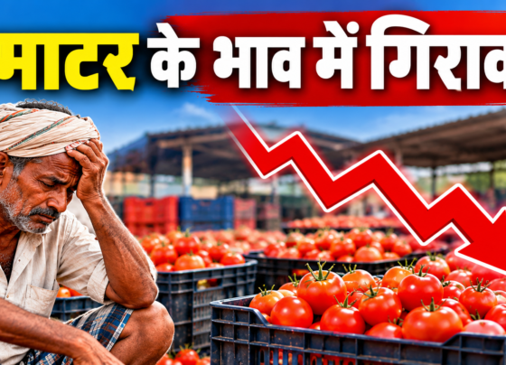 Tamatar Ke Bhav Mein Girawat