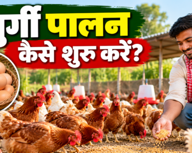 Murgi Palan Kaise Shuru Kare
