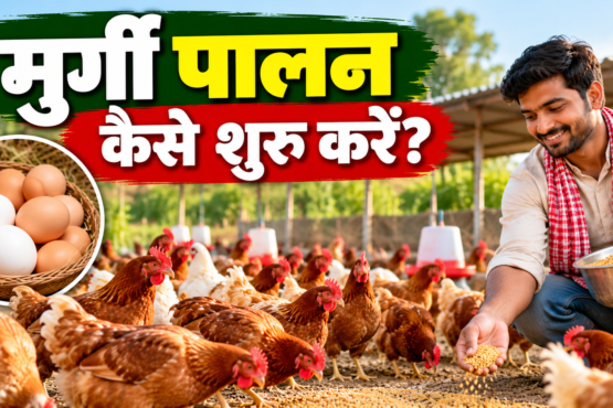 Murgi Palan Kaise Shuru Kare