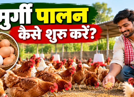 Murgi Palan Kaise Shuru Kare