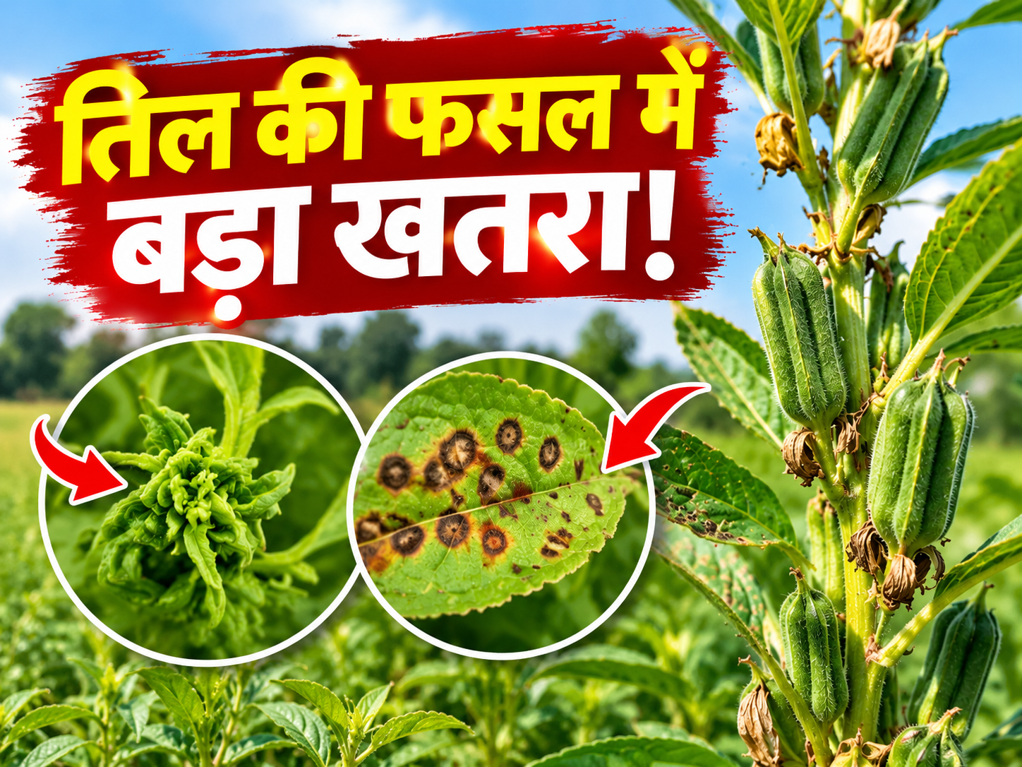 तिल की फसल में फिल्यूड और पत्ती धब्बा रोग का बढ़ा खतरा, ऐसे करें बचाव Til Ki Fasal Mein Rog