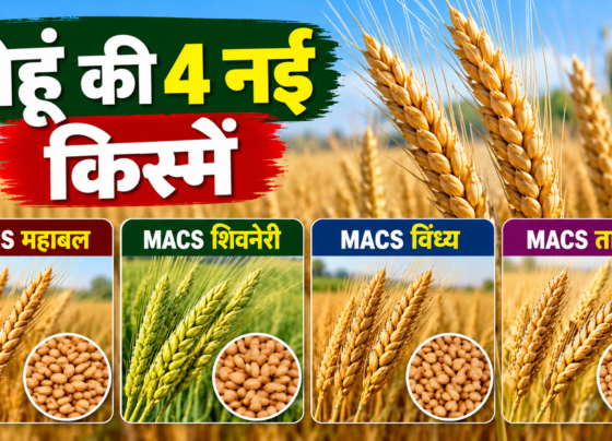 Gehu Ki 4 Nayi Kismein Kaun Si Hain?
