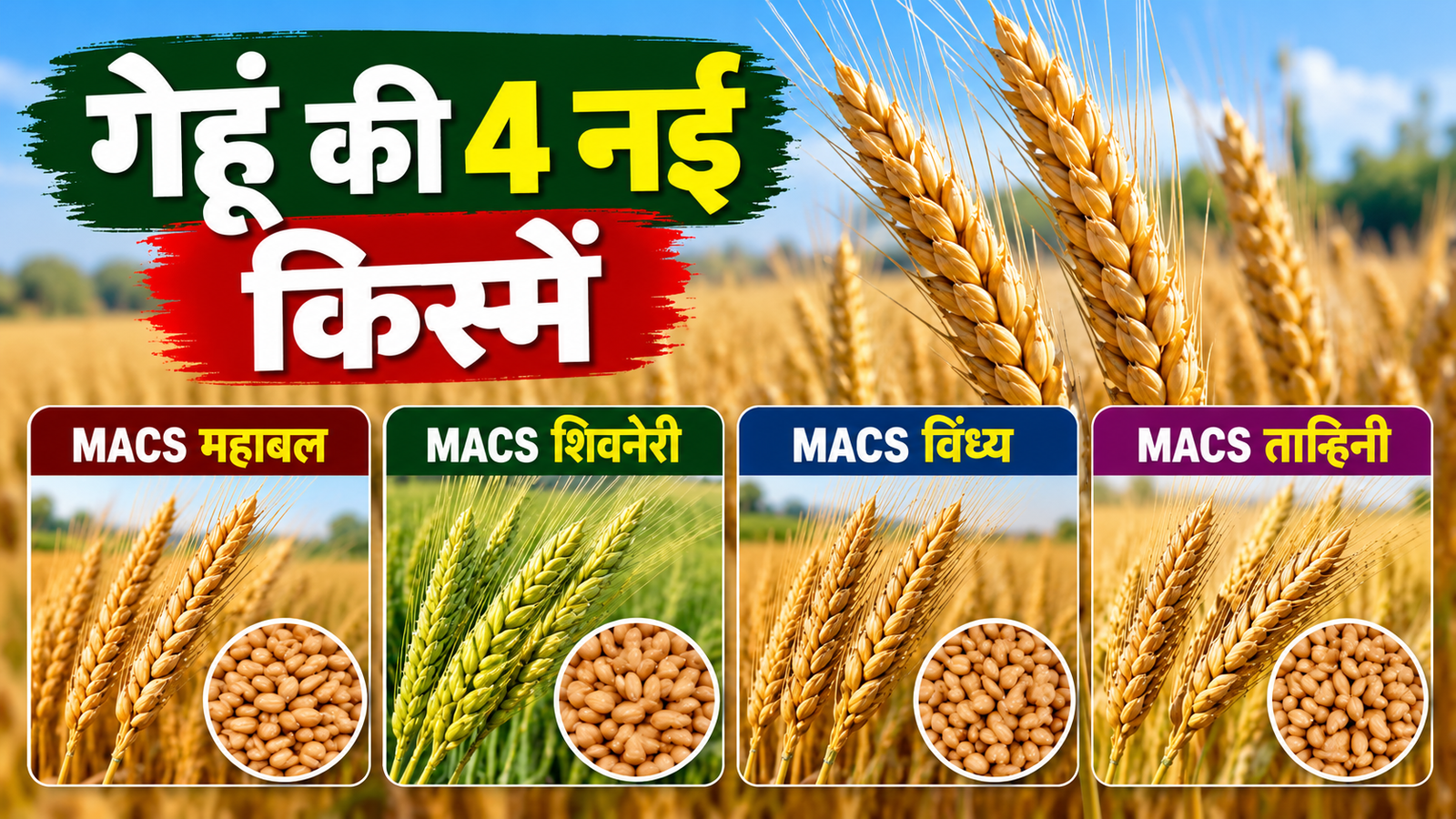 गेहूं की 4 नई किस्में कौन सी हैं, जानिए MACS महाबल से ताम्हिनी तक पूरी जानकारी Gehu Ki 4 Nayi Kismein Kaun Si Hain?