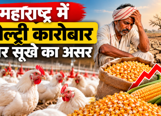 Maharashtra Mein Poultry Karobar