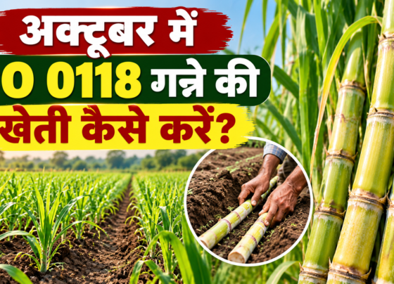 October Mein CO 0118 Ganne Ki Kheti Kaise Karein