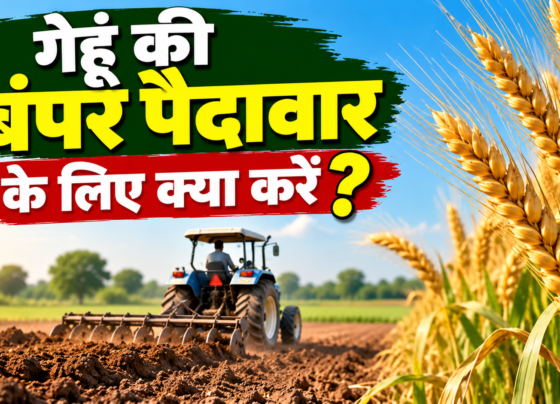 Gehu Ki Bumper Paidavar Ke Liye Kya Kare?