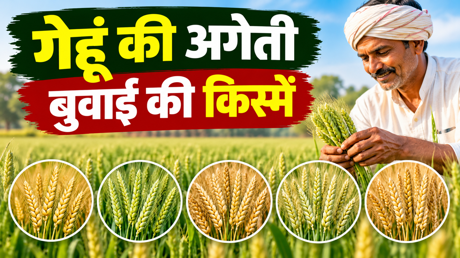 गेहूं की 5 उन्नत किस्में, जानें पैदावार और बुवाई का सही समय Gehu Ki Ageti Buwai Ki Kismein