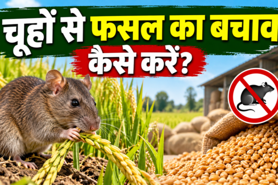Chuho Se Fasal Ka Bachav Kaise Kare