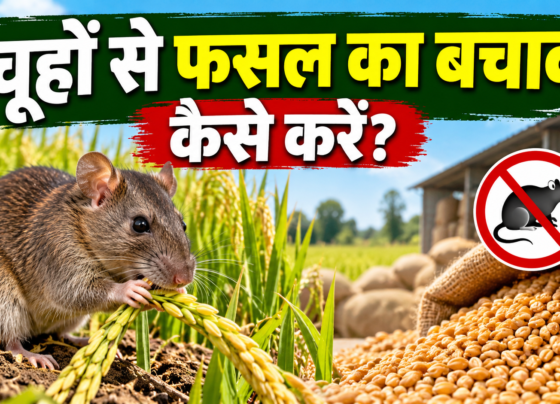 Chuho Se Fasal Ka Bachav Kaise Kare