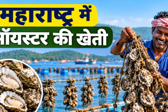Maharashtra Mein Oyster Ki Kheti