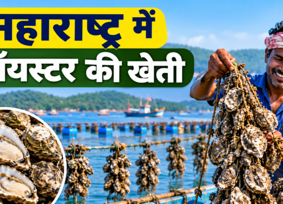 Maharashtra Mein Oyster Ki Kheti