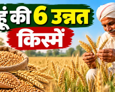 Gehu Ki 6 Unnat Kismein