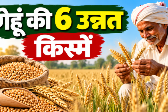 Gehu Ki 6 Unnat Kismein