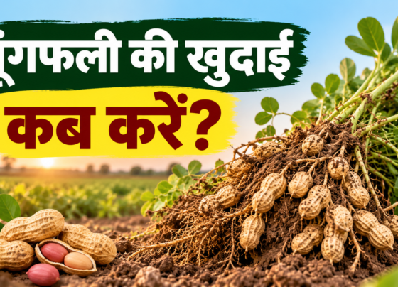 Moongfali Ki Khudai Kab Karein?