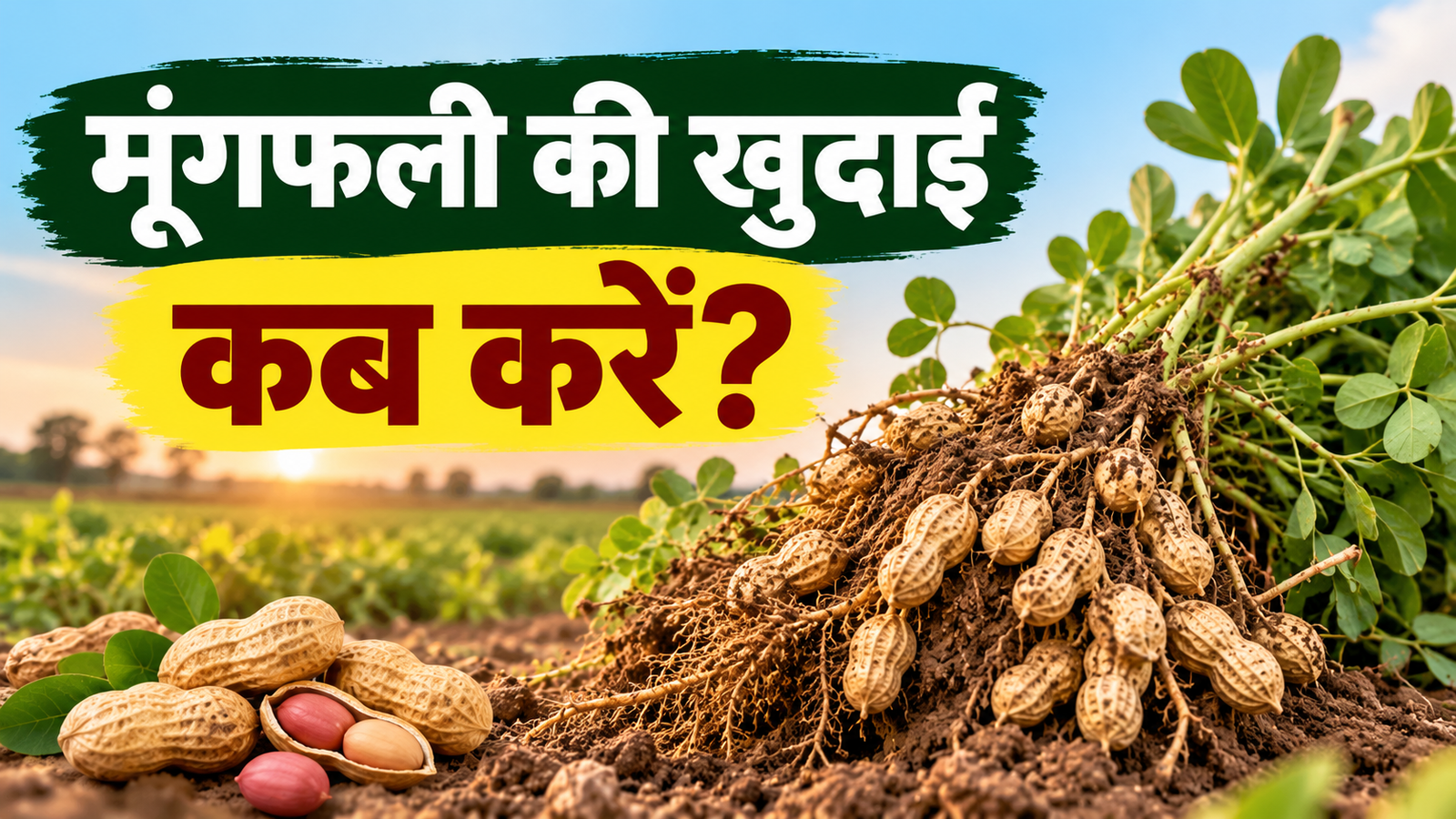 मूंगफली की खुदाई कब करें, जानें मूंगफली की खुदाई का सही समय और तरीका Moongfali Ki Khudai Kab Karein?