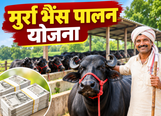 MP Murrah Bhains Palan Yojana