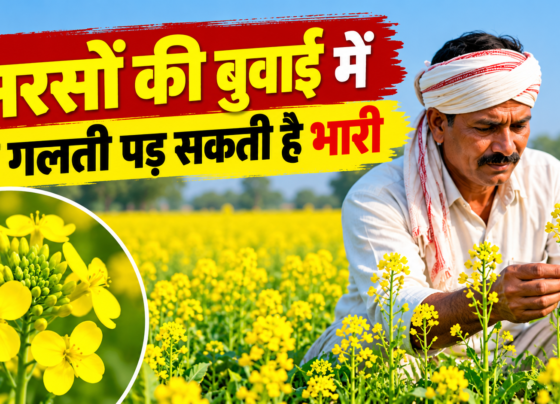 Sarson Ki Kheti