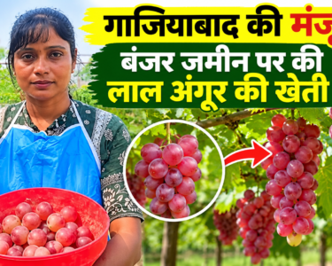 Manju Kashyap Grape Farming Success Story