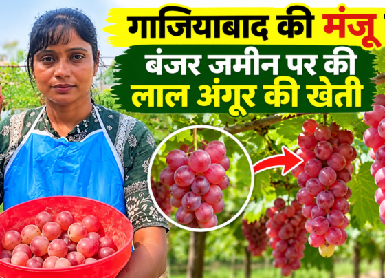 Manju Kashyap Grape Farming Success Story