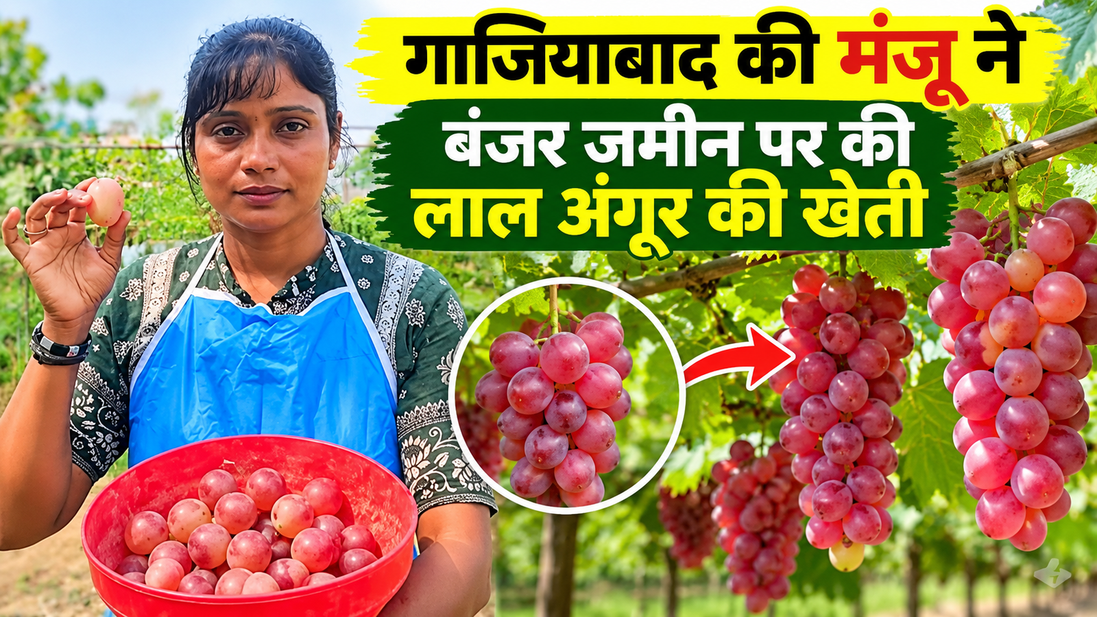 गाजियाबाद की मंजू कश्यप ने बंजर जमीन पर लाल अंगूर की खेती से बनाई पहचान Manju Kashyap Grape Farming Success Story