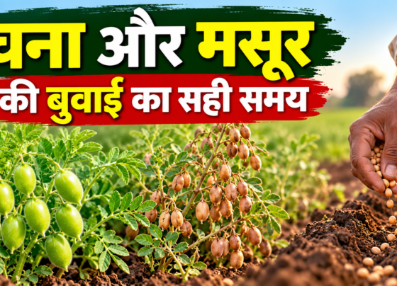 Chana Aur Masoor Ki Buwai Ka Sahi Samay