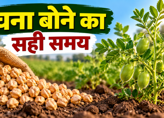 Chana Bone Ka Sahi Samay