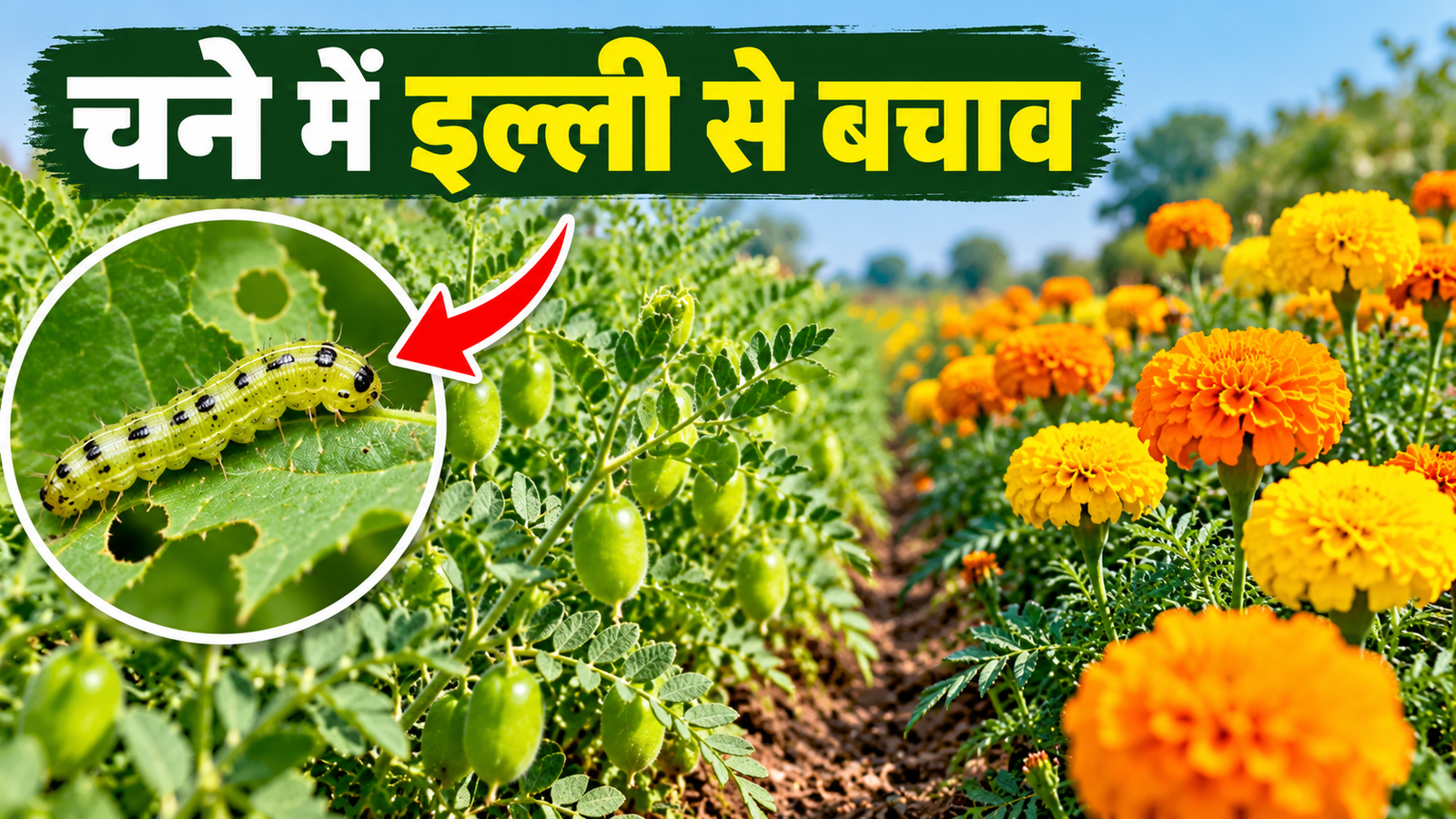 चने के साथ लगाएं गेंदा फूल, कीटों से बचाव के साथ बढ़ेगी कमाई Chane Ki Fasal Me Illi Se Bachav