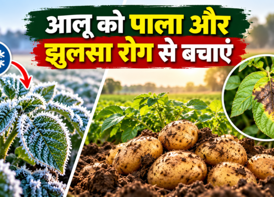 Aloo Ko Pala Aur Jhulsa Rog Se Kaise Bachaye?